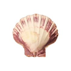 an open shell on a white background