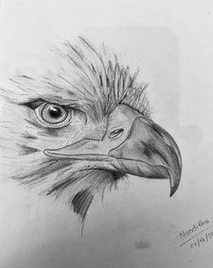 a pencil drawing of an eagle's head