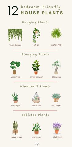 an info sheet showing different types of house plants