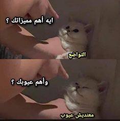 two pictures with the same caption in different languages, one has a cat and the other has a person's hand