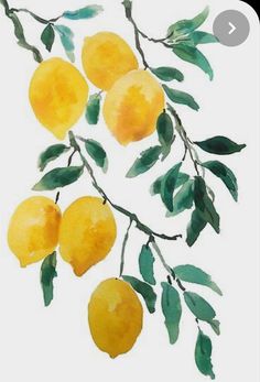 a watercolor painting of lemons hanging from a tree branch