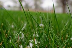 the grass is green and wet with water droplets