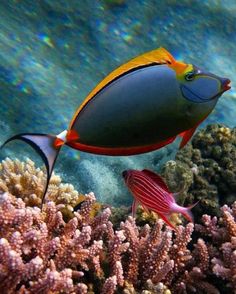 two colorful fish swimming in the water near some corals and seaweed on a reef