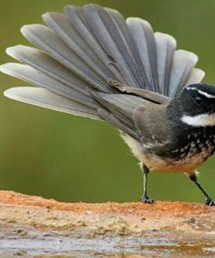 a small bird with its wings spread out