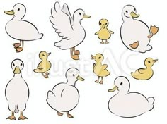 various ducks and their babies on a white background