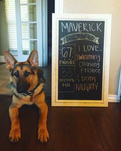 a german shepherd dog sitting in front of a chalkboard sign that says maverick