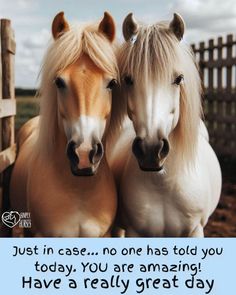 two horses standing next to each other with the caption just in case no one has told you today, you are amazing have a really great day