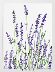 lavender flowers on white background poster