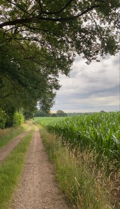 a dirt road in the middle of a corn field with trees and grass on both sides