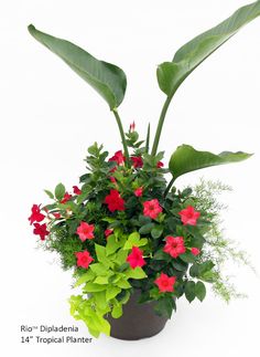 a potted plant with red flowers and green leaves on a white background in front of a white backdrop