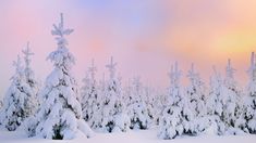 snow covered trees in the foreground with a pink and blue sky behind them on a cloudy day