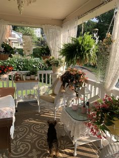 a small dog is standing in the sun on a porch with potted plants and wicker furniture