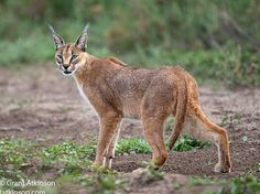 a caramel colored cat standing on top of a dirt field next to green grass