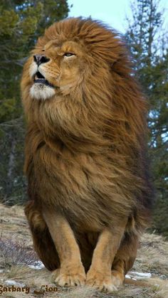 a large brown lion standing on top of a snow covered ground next to trees and bushes