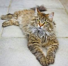 a long haired cat laying on the ground