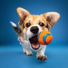 a small dog holding a toy in its mouth while standing on a blue surface with it's mouth open