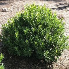 a small green bush sitting in the dirt