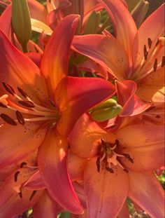 an orange and pink flower is blooming in the sun