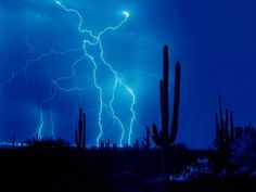 lightning striking over the desert with cactus and cacti silhouetted against dark blue sky