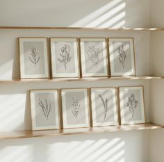 four framed flowers are on the wall in front of some bookshelves with sunlight coming through them