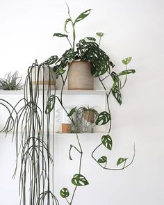 two shelves with plants on them against a white wall