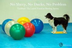 a black and white dog standing in front of colorful balls on blue carpet with no sheep, no ducks, no problem treebball the largest trend in herding sports