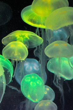 many jellyfish are floating in the water