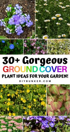 Revamp your landscape with beautiful ground cover plant ideas that combine aesthetics and functionality! 🌿🌼 From colorful blooms to lush greenery, these plants create a stunning carpet for your garden while suppressing weeds. 🌱✨ Discover the perfect low-maintenance solutions to enhance your outdoor oasis!