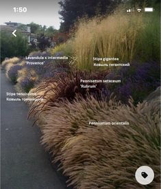 an image of a garden with many different types of plants and their names on it