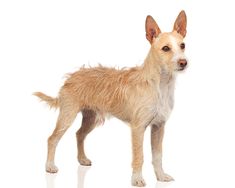 a small brown dog standing on top of a white floor