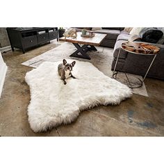 a small dog sitting on top of a white rug