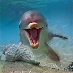 a smiling dolphin with its mouth open in the water and it's tongue out