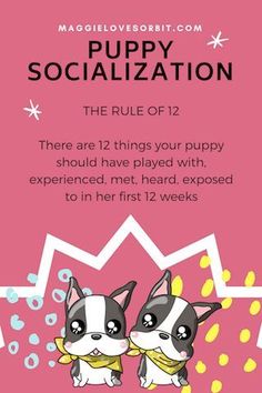 two small dogs are standing next to each other with the words puppy socialization on it