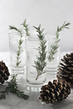 three glasses filled with water and pine cones