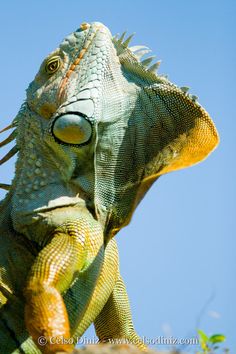 an iguana is sitting on top of a tree