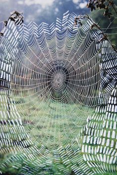 a spider web in the middle of some grass