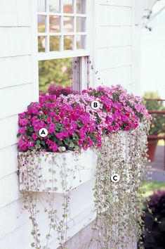 flowers are growing in the window boxes on the side of a house, labeled with their names