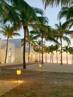 a couple of palm trees sitting in front of a white building with lights on it