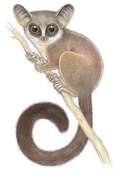 a drawing of a small animal on a branch with long tail and large eyes, looking at the camera