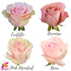 four different types of pink roses with names on them, including the name and description