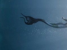 an underwater view of a long - necked sea snake swimming in the blue water