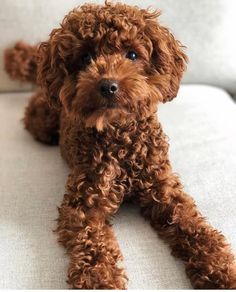 a small brown dog laying on top of a couch