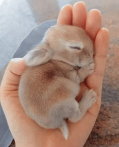 a person holding a small baby animal in their hand with it's eyes closed