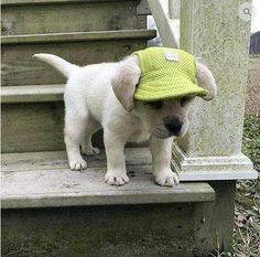 a puppy wearing a hat standing on some steps