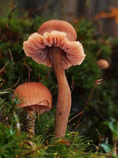 two mushrooms that are sitting in the grass