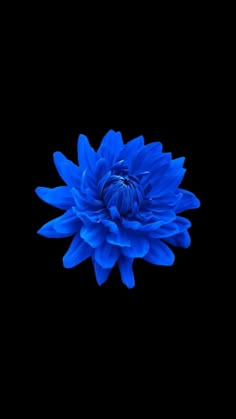 a blue flower on a black background