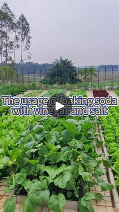 the vegetable garden is full of green plants