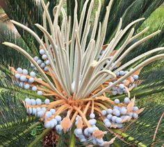 a close up of a pine tree with blue berries