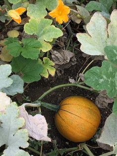 an orange pumpkin sitting on the ground among green leaves