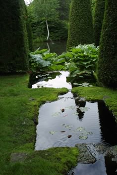 a small stream running through a lush green park